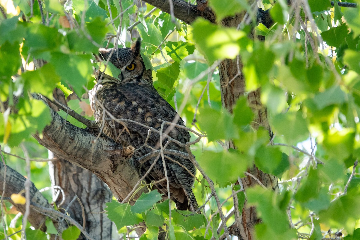 Great Horned Owl - ML610172733