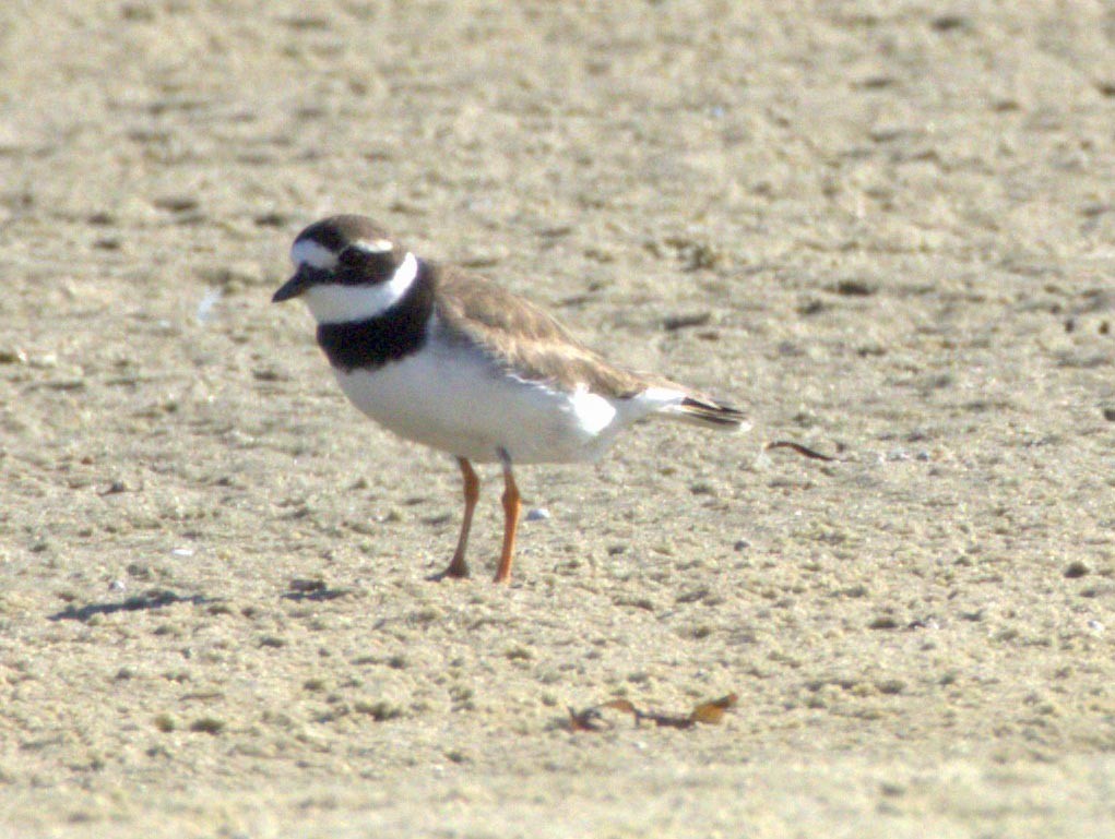 Common Ringed Plover - ML610173348