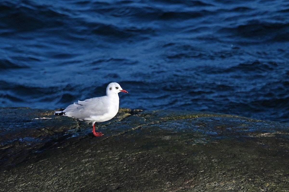 Mouette rieuse - ML610173668