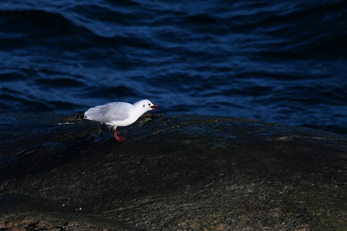 Mouette rieuse - ML610173669