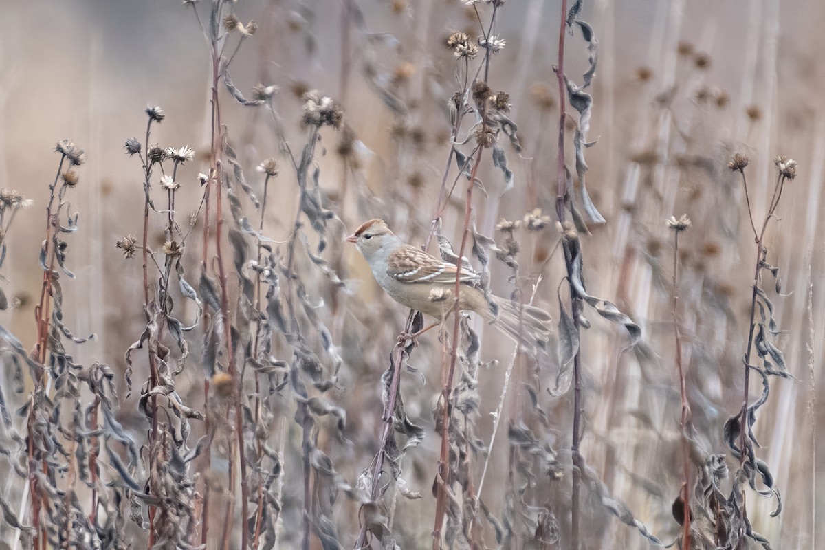 White-crowned Sparrow - ML610174387