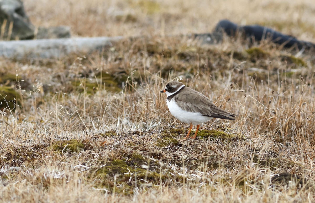 Semipalmated Plover - ML610174723