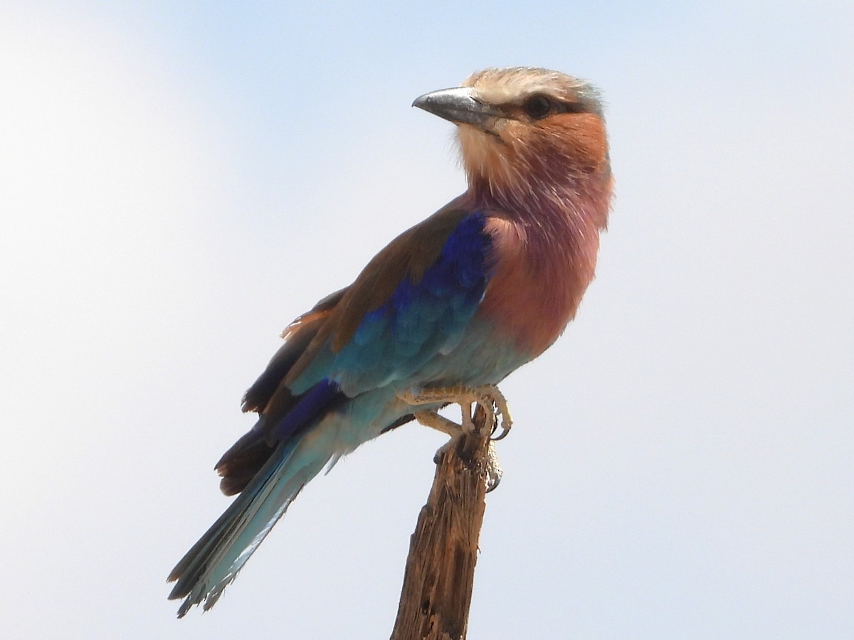 Lilac-breasted Roller - ML610174772