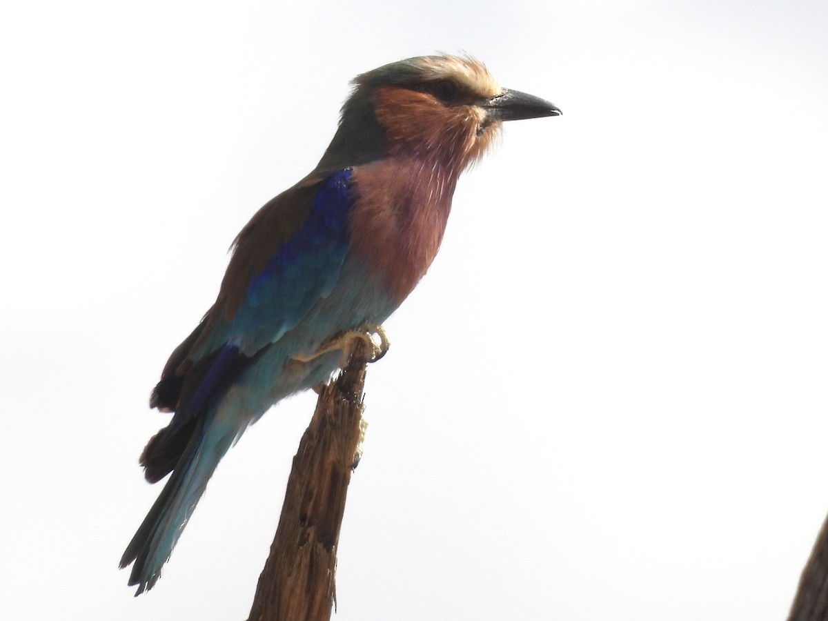 Lilac-breasted Roller - ML610174773