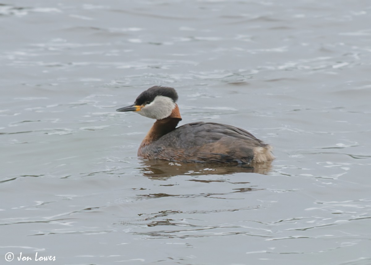 Red-necked Grebe - ML610174792