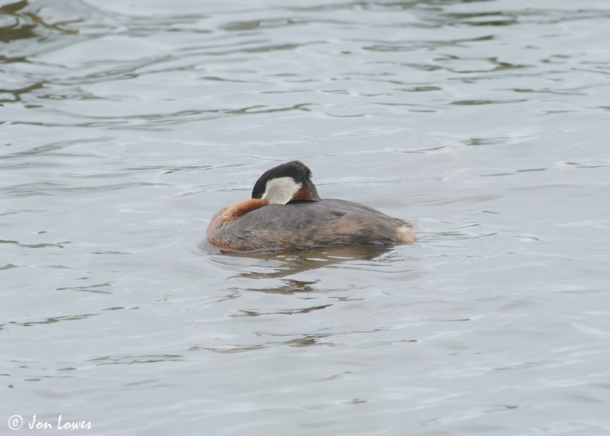 Red-necked Grebe - Jon Lowes
