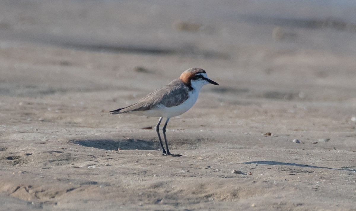 Red-capped Plover - ML610175220