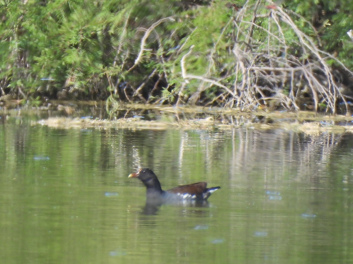 Common Gallinule - Sandy and Randy Reed