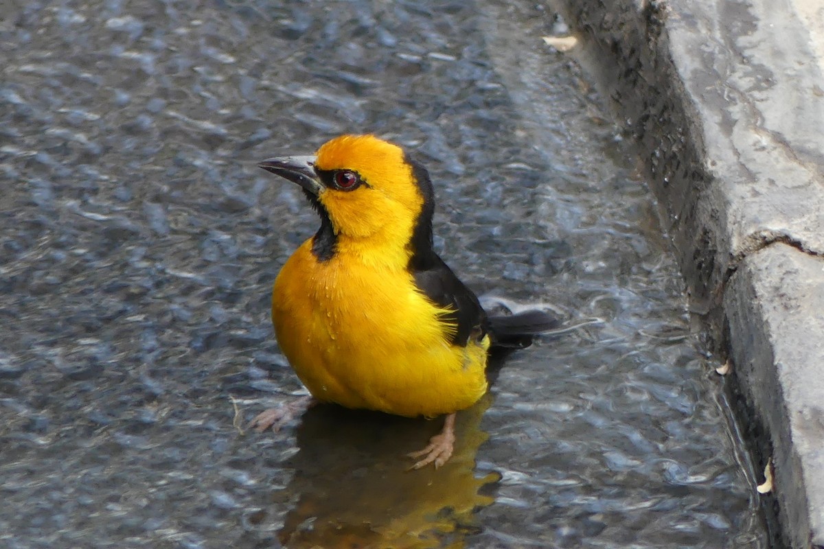 Black-necked Weaver - George Wallace