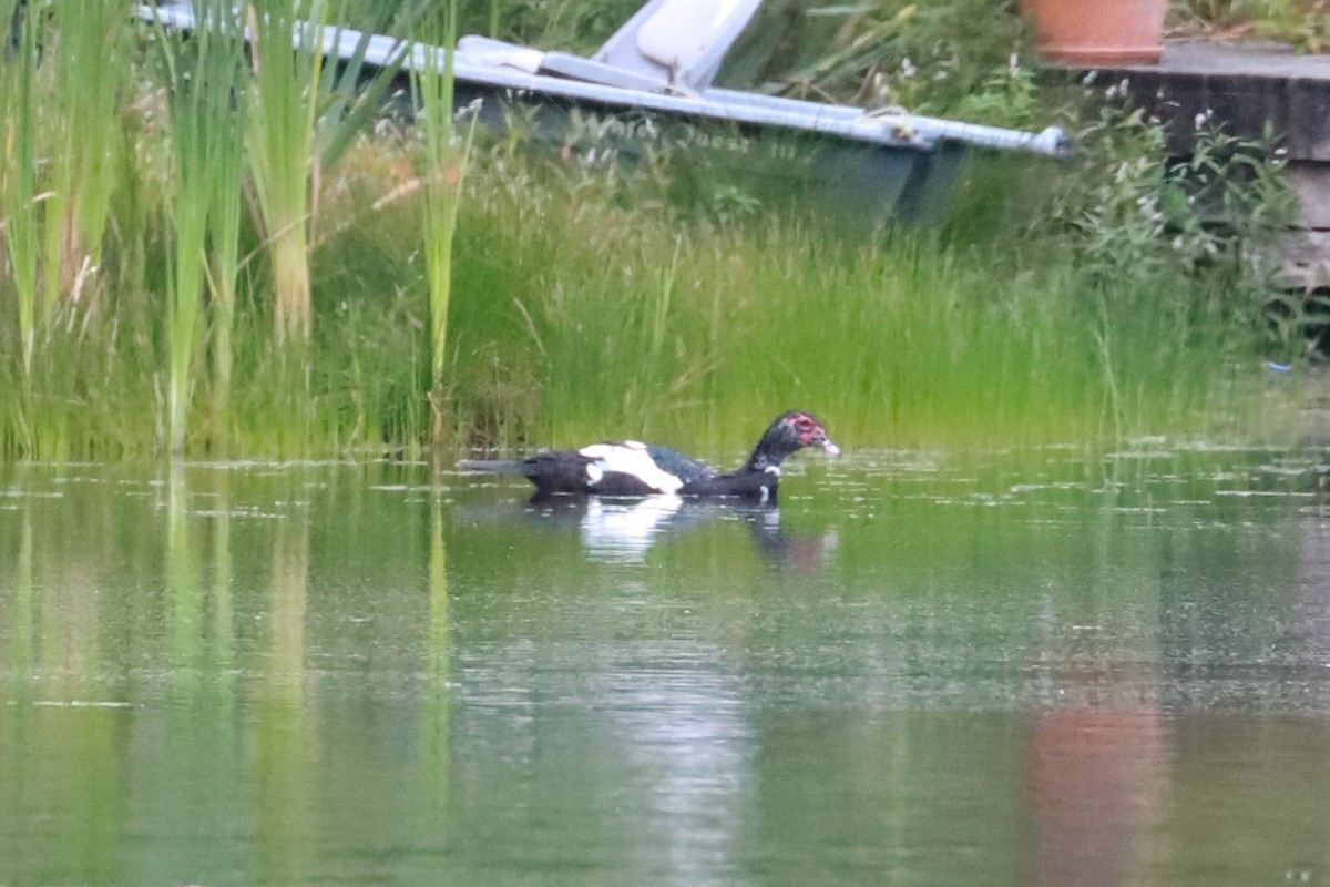 eBird Checklist 19 Sep 2023 Lake Ketchum Boat Launch 6 species