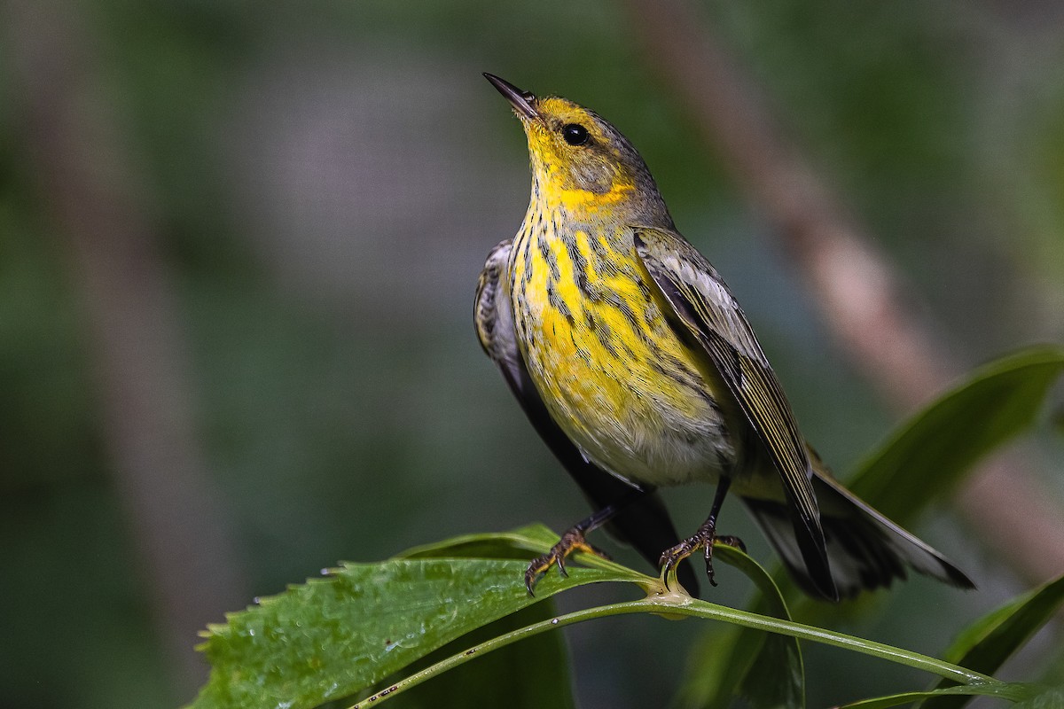 Cape May Warbler - ML610176563