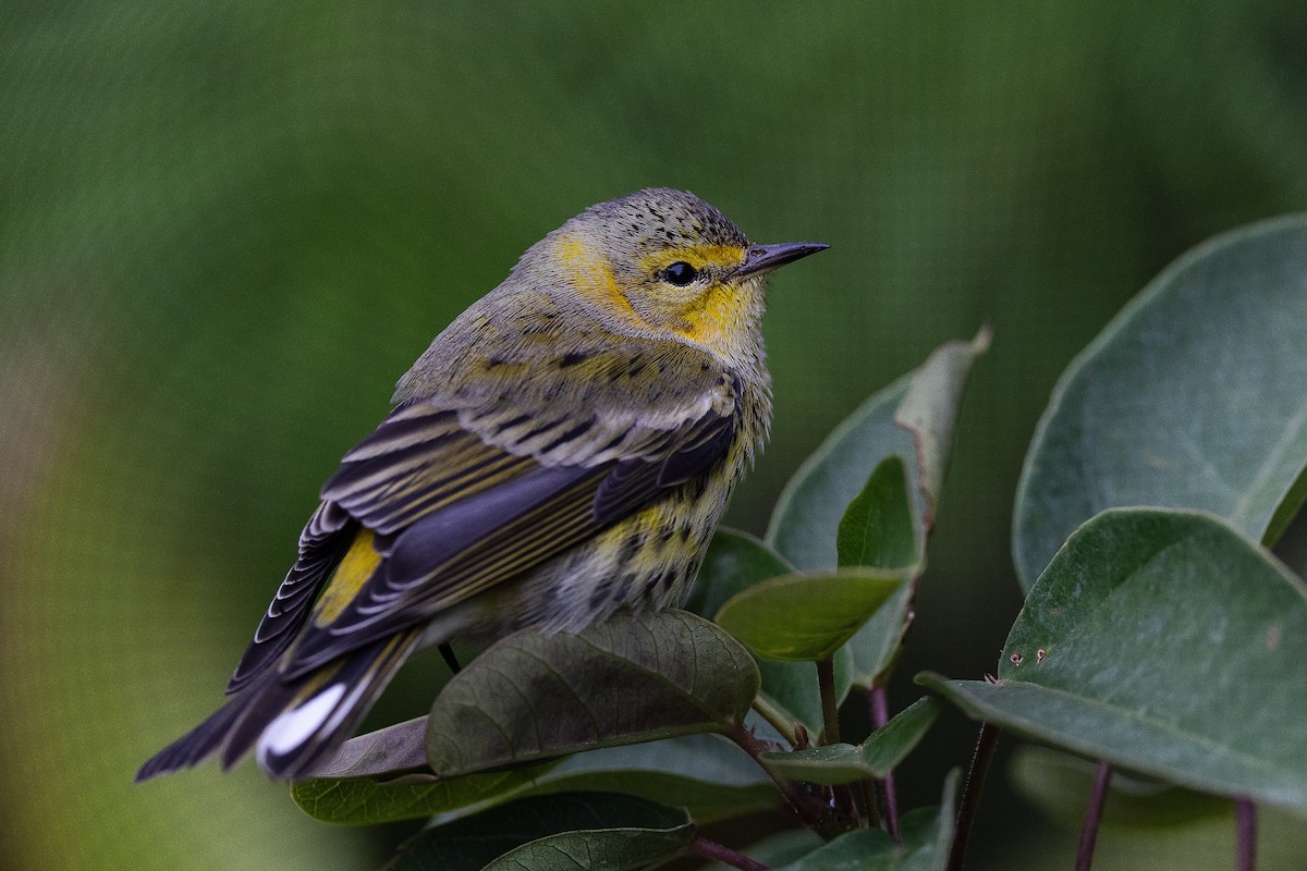 Cape May Warbler - ML610176566