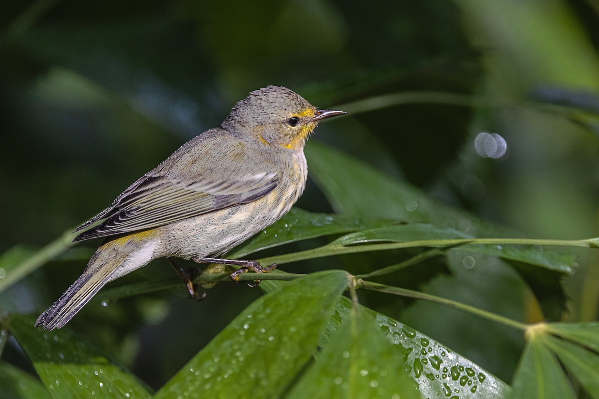 Cape May Warbler - ML610176567