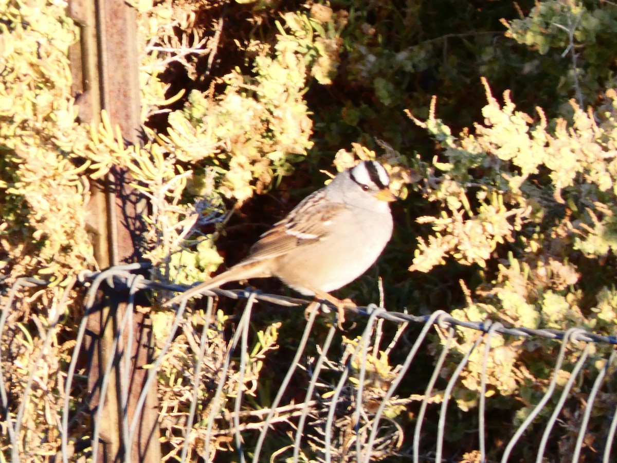 White-crowned Sparrow - ML610176586