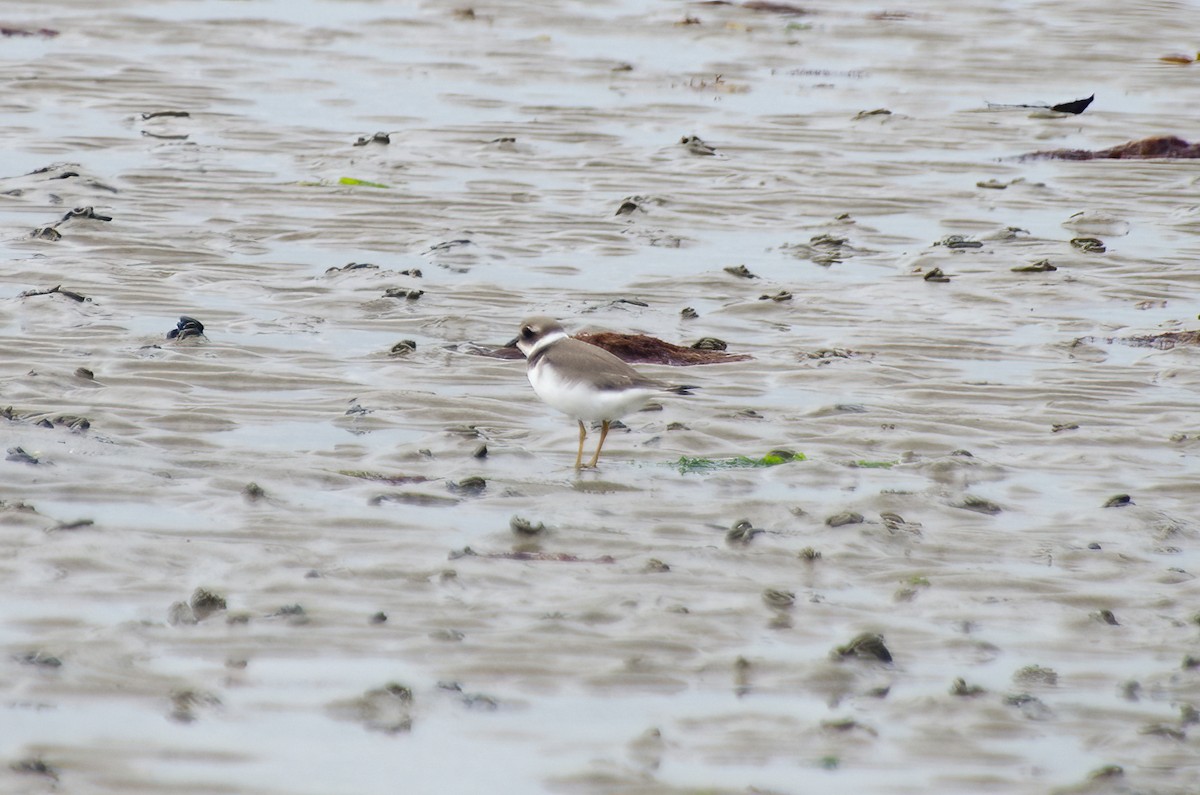 Common Ringed Plover - ML610176616