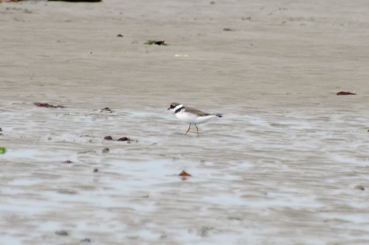 Common Ringed Plover - ML610176632