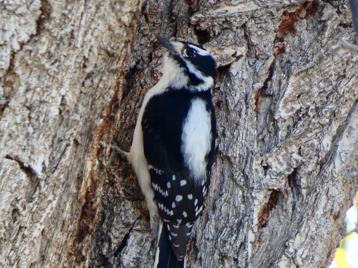 Downy Woodpecker (Rocky Mts.) - ML610176685