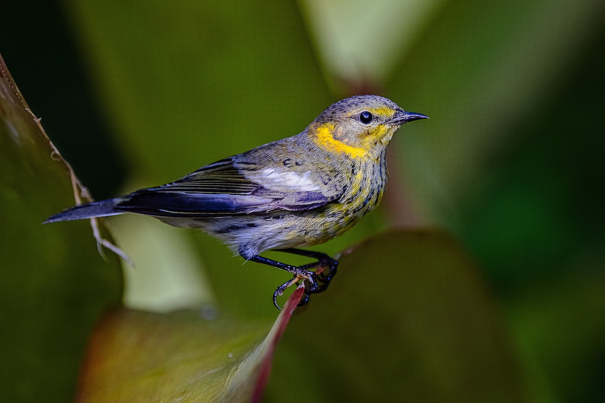 Cape May Warbler - ML610177011
