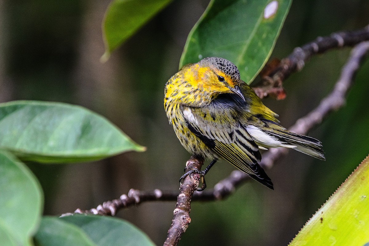 Cape May Warbler - ML610177016