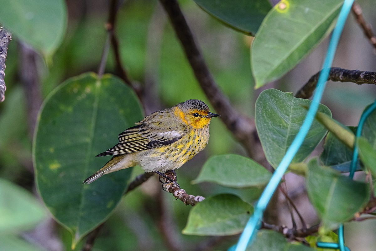 Cape May Warbler - ML610177017