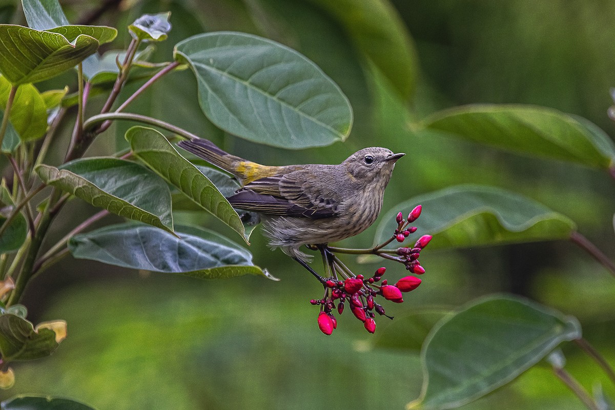 Cape May Warbler - ML610177020