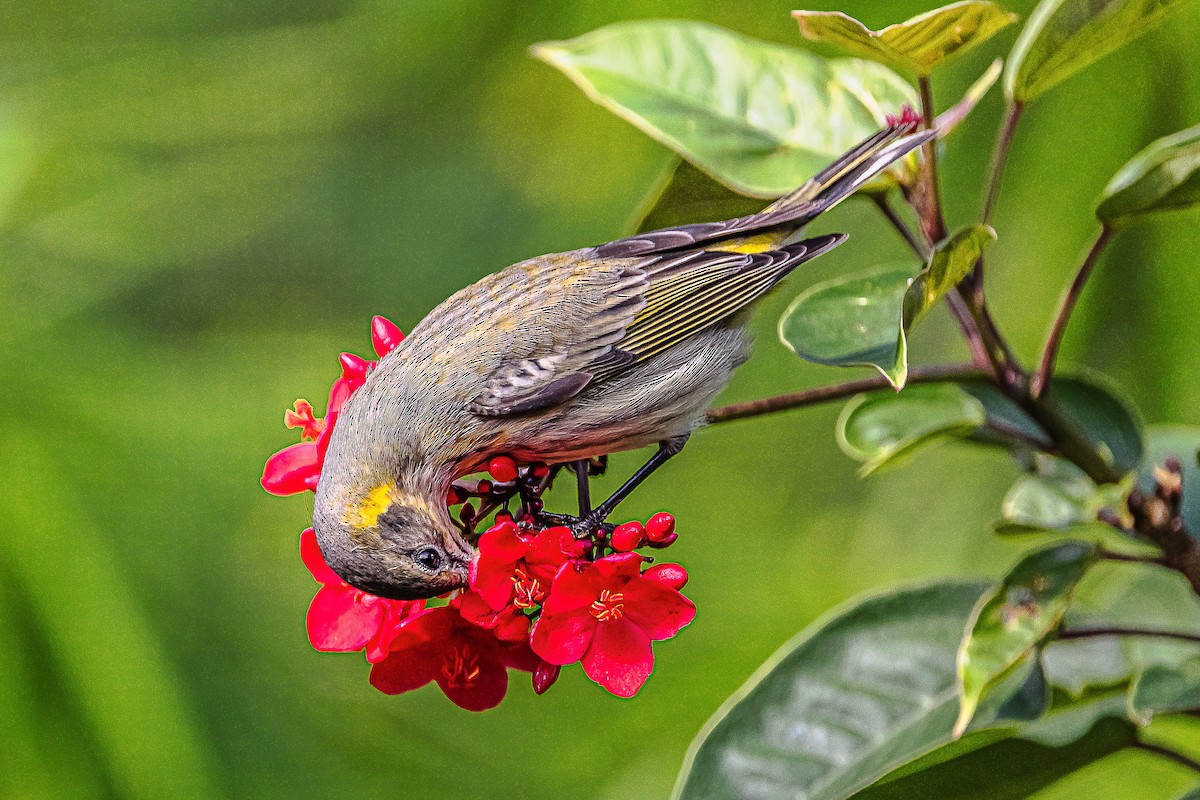 Cape May Warbler - ML610177021
