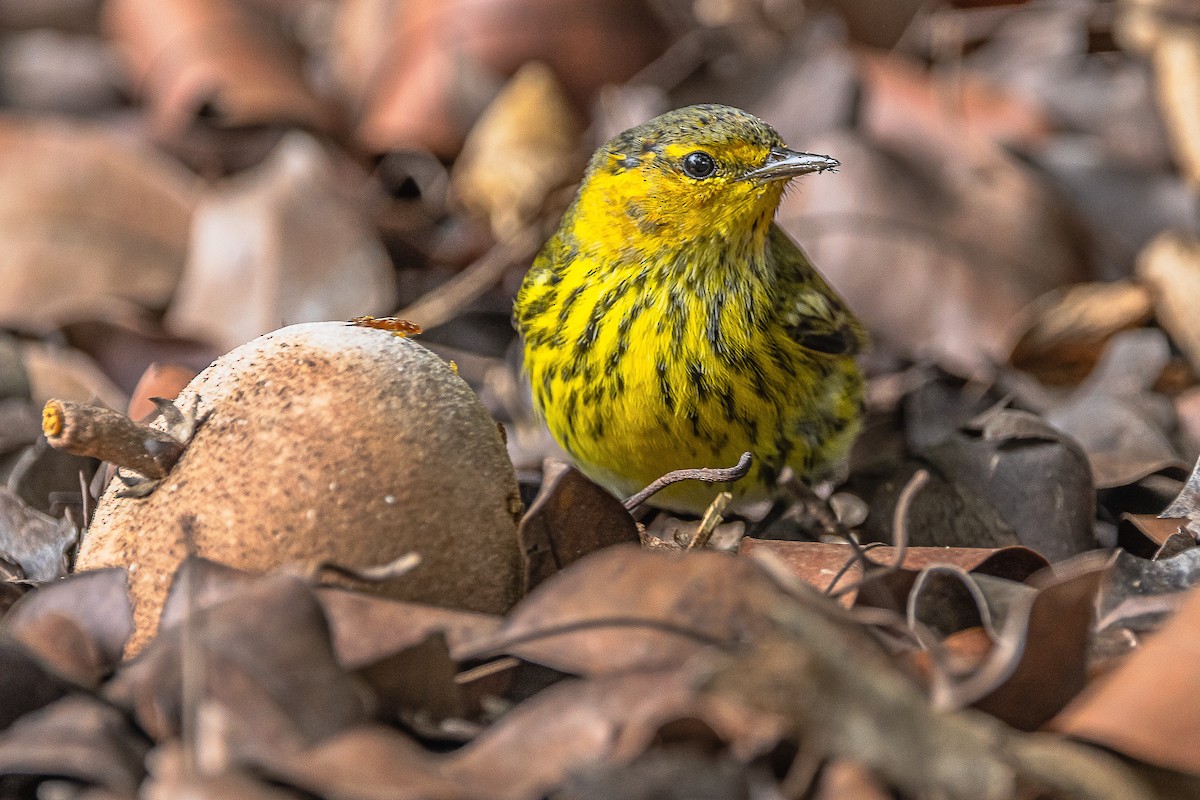 Cape May Warbler - ML610177747