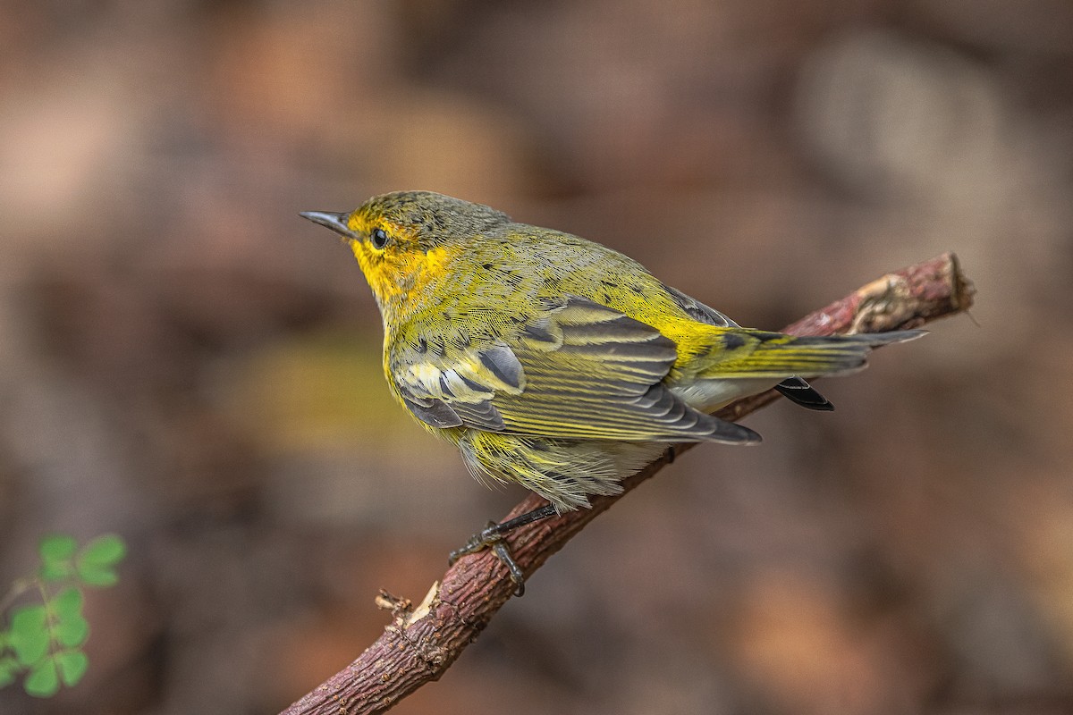 Cape May Warbler - ML610177748