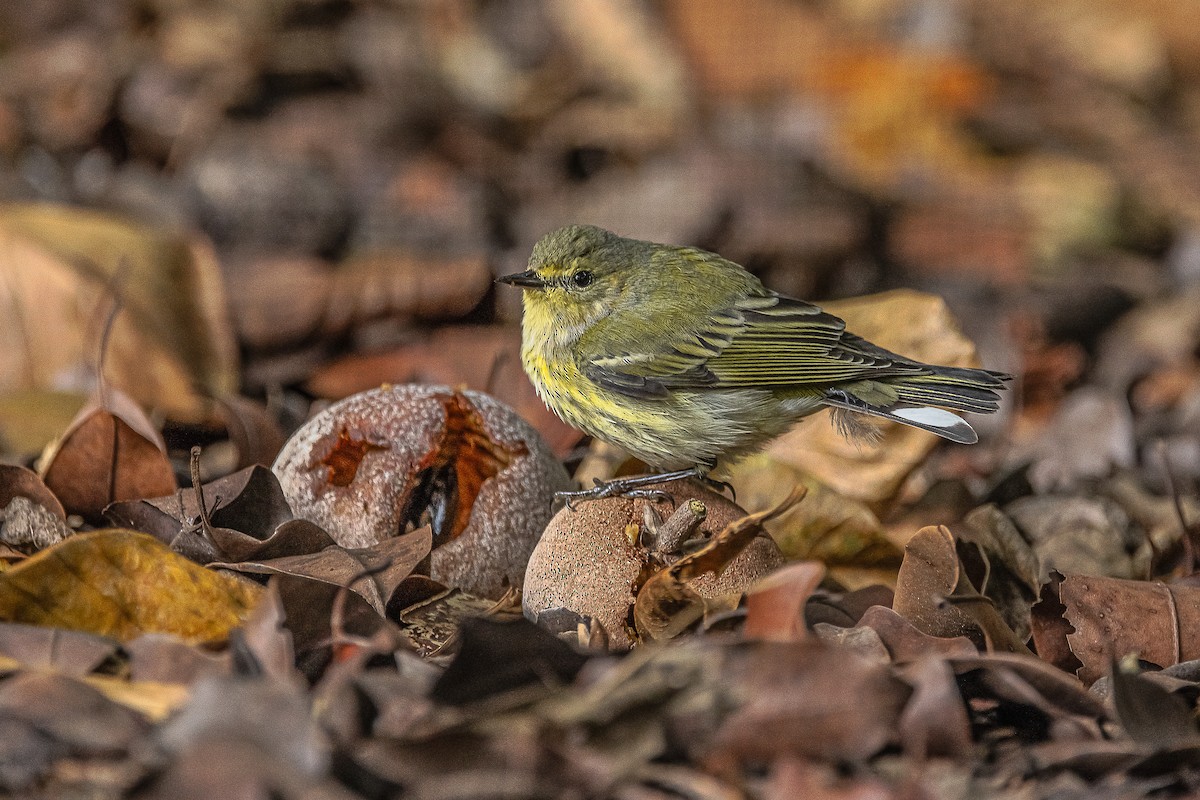 Cape May Warbler - ML610177749