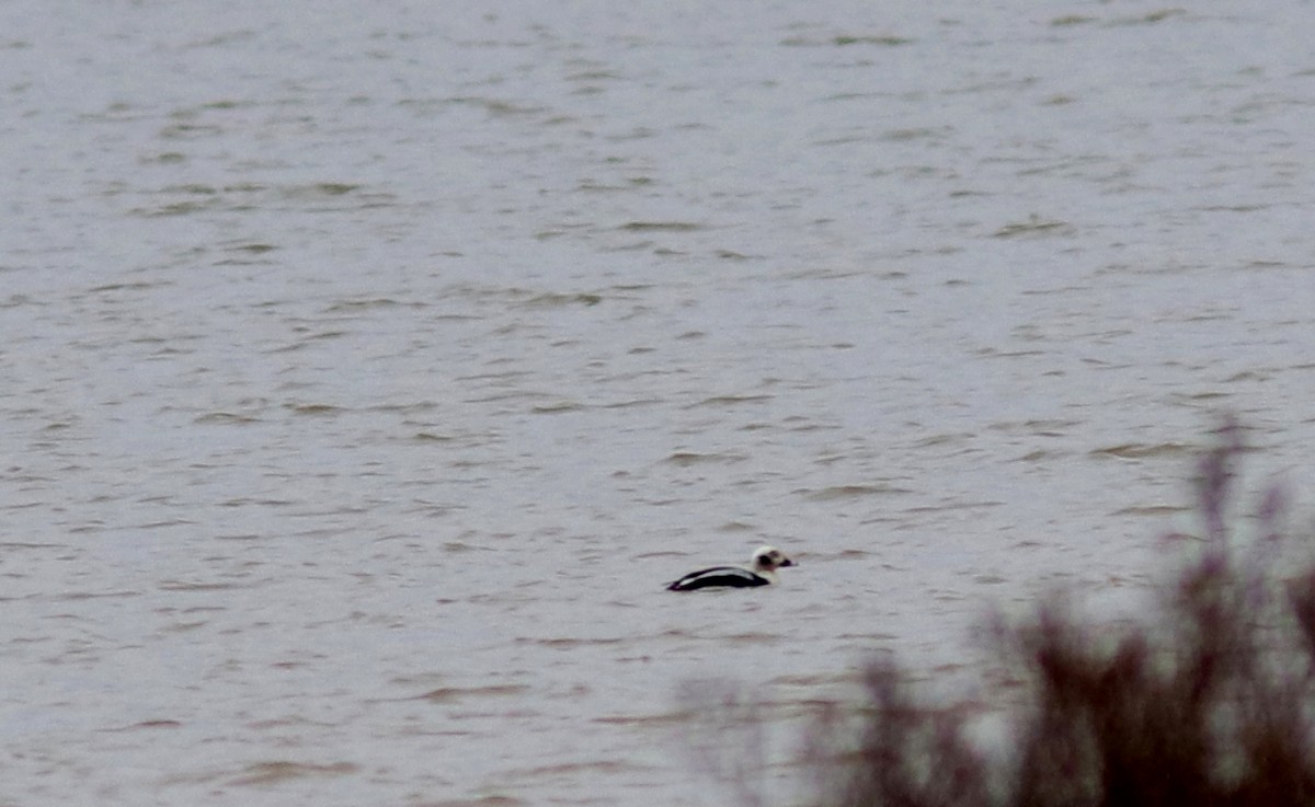 Long-tailed Duck - ML610177900