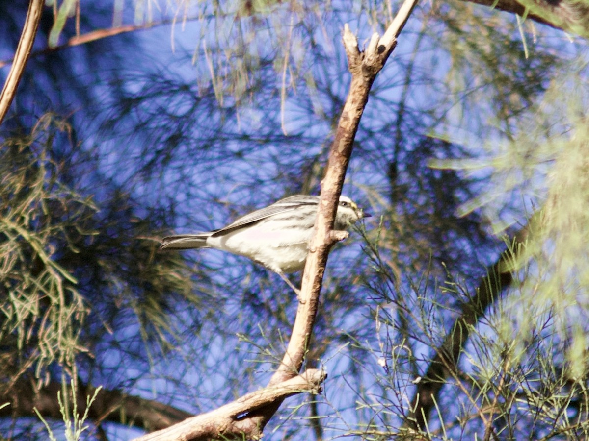 Black-throated Gray Warbler - ML610177934