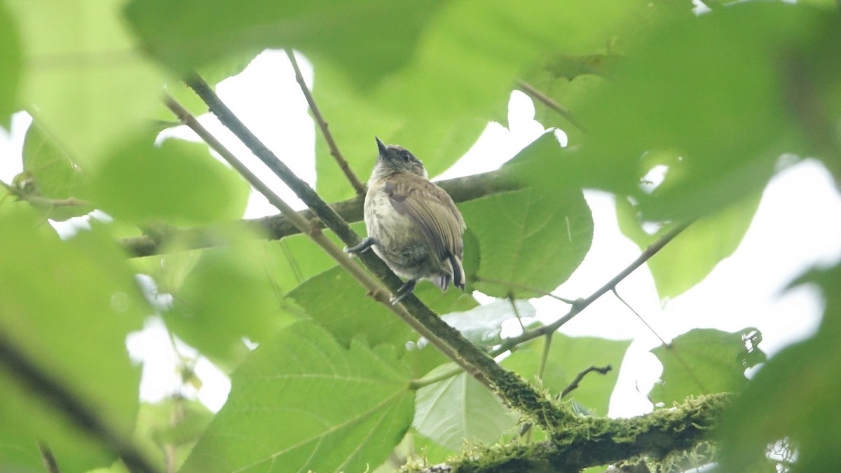 Olivaceous Piculet - ML610178210