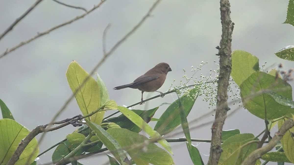 Thick-billed Seed-Finch - ML610178367
