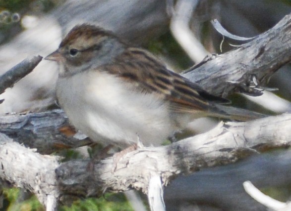 Chipping Sparrow - ML610178514
