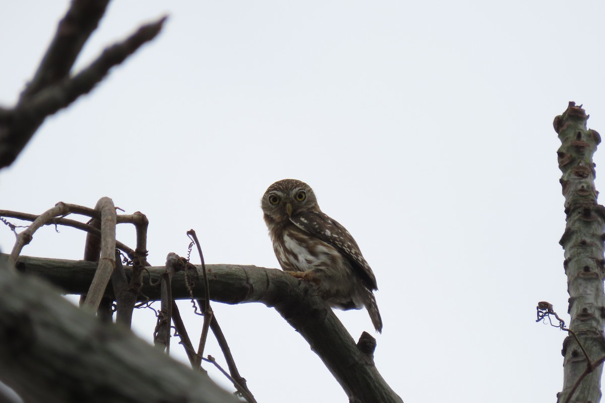 Peruvian Pygmy-Owl - ML610179029