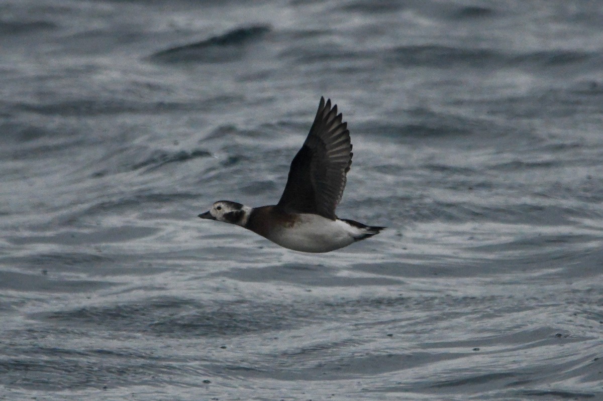 Long-tailed Duck - ML610180427
