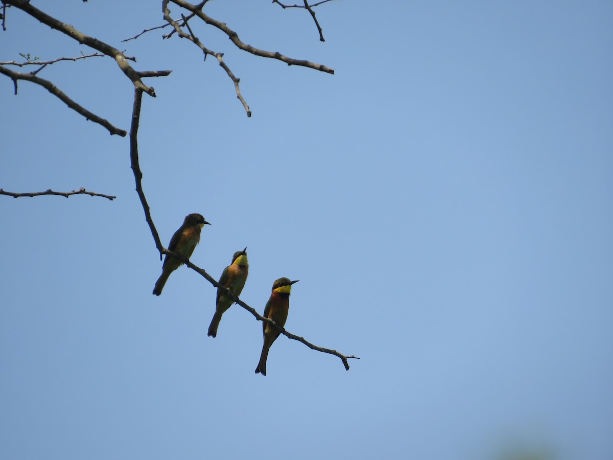 Little Bee-eater - ML610180467