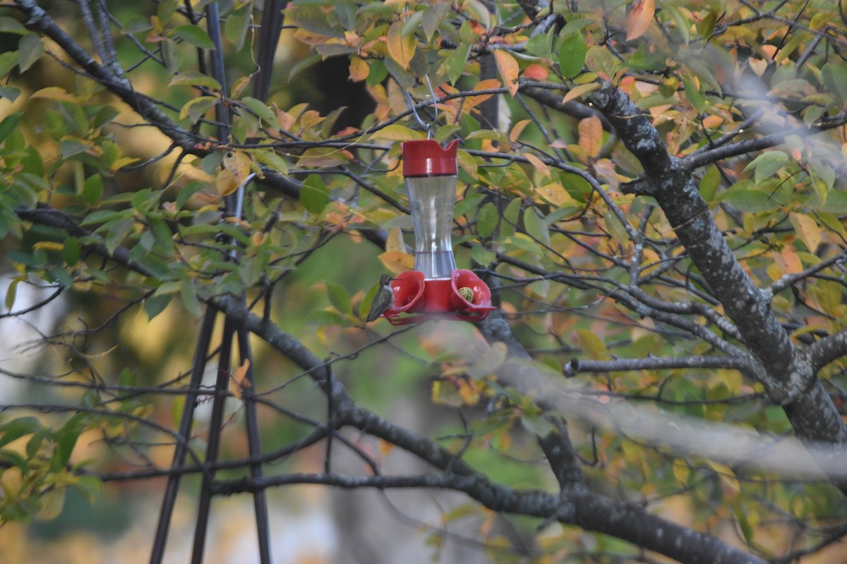 Black-chinned Hummingbird - ML610180766