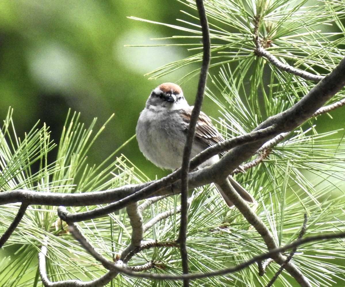 Chipping Sparrow - Candy Giles