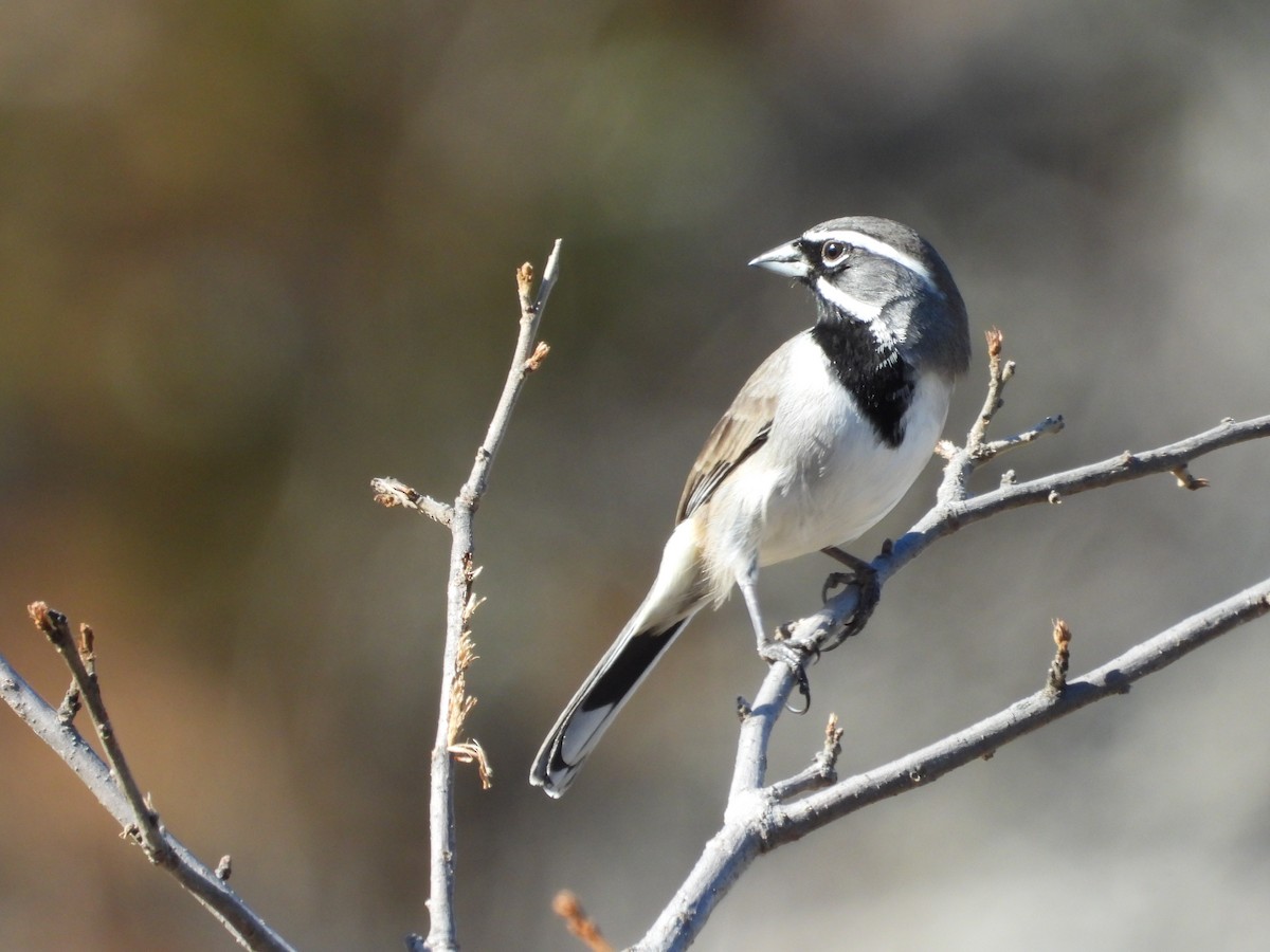 Black-throated Sparrow - ML610181304