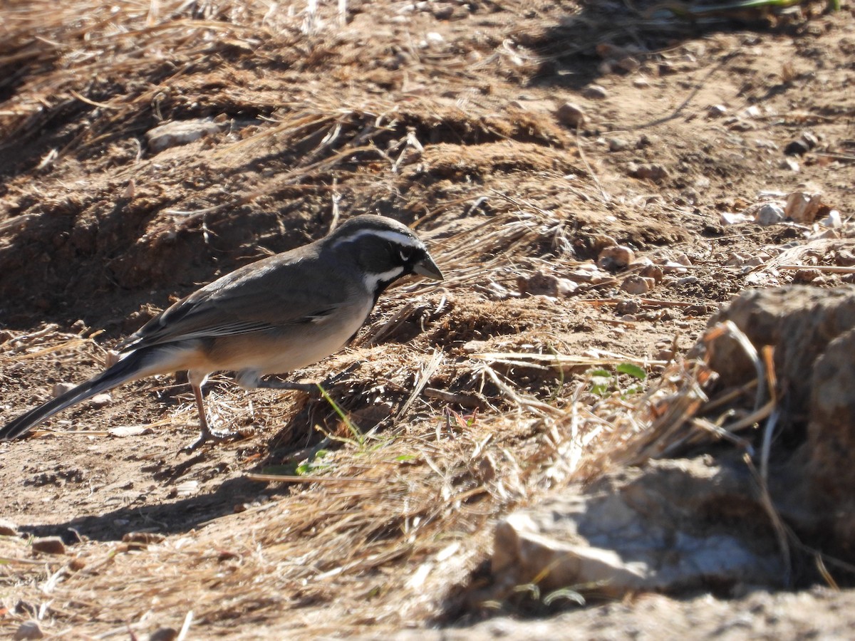 Black-throated Sparrow - ML610181311