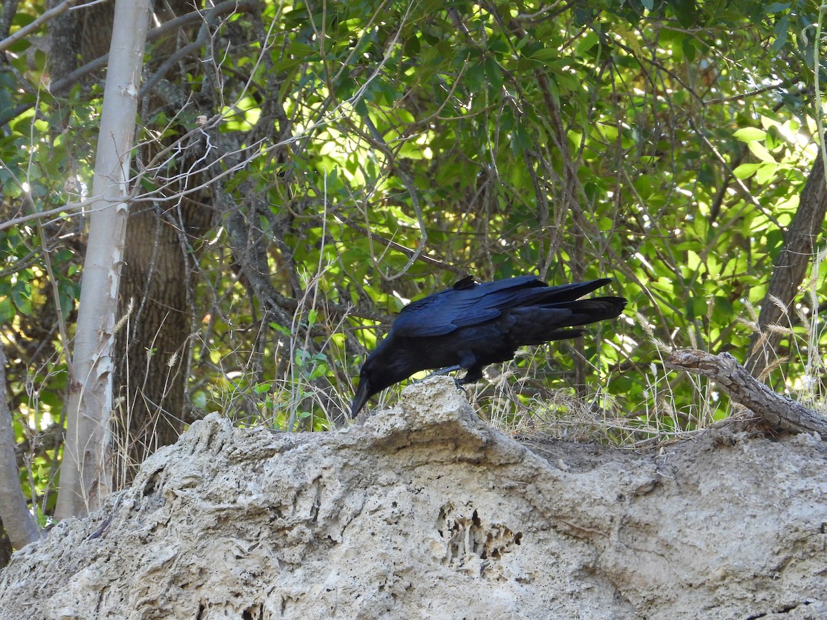 Common Raven - ML610181333