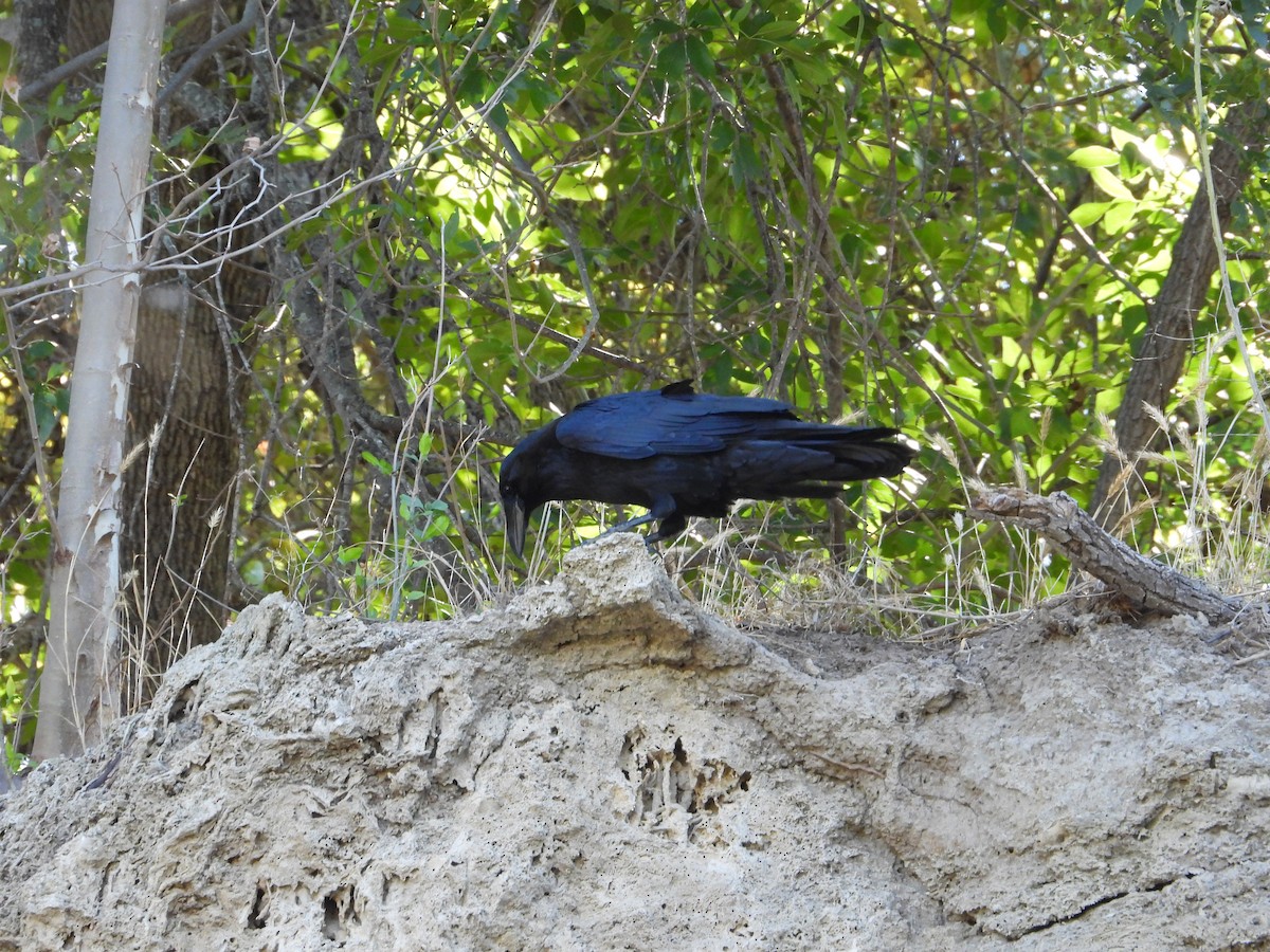 Common Raven - Kevin Long