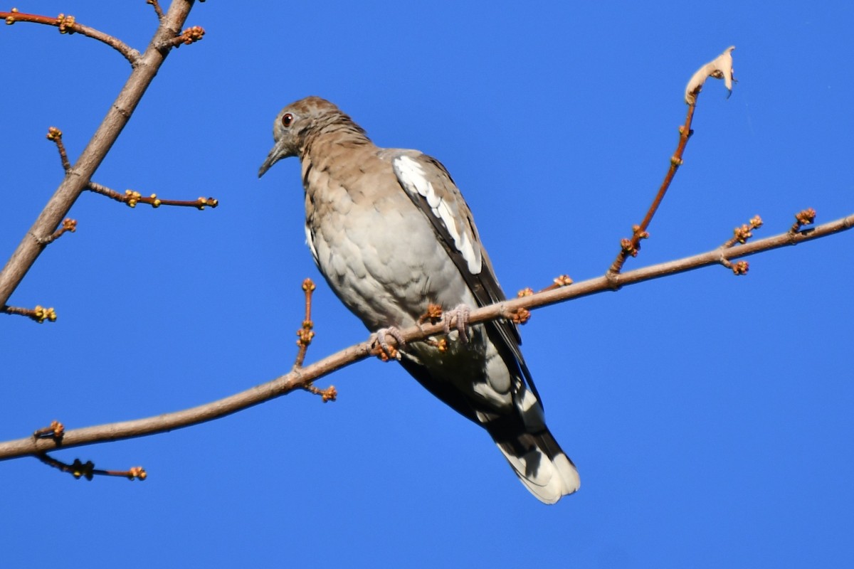 White-winged Dove - ML610181351