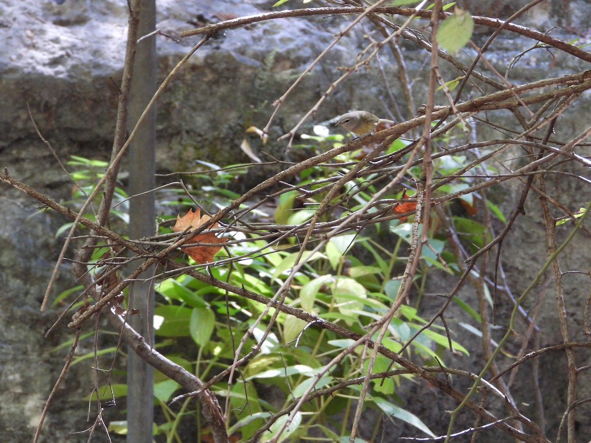 Orange-crowned Warbler - ML610181412