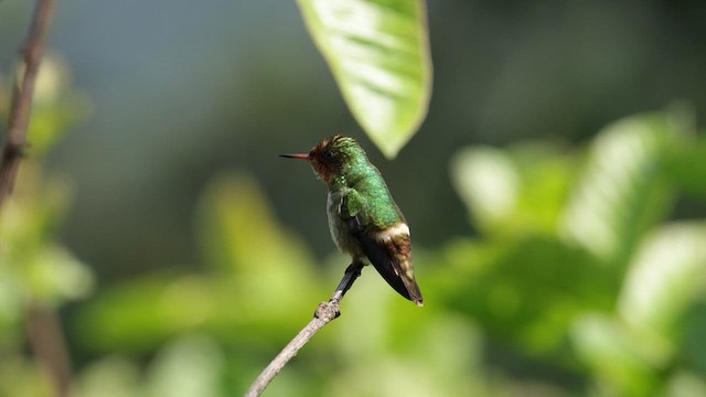 Frilled Coquette - ML610181580