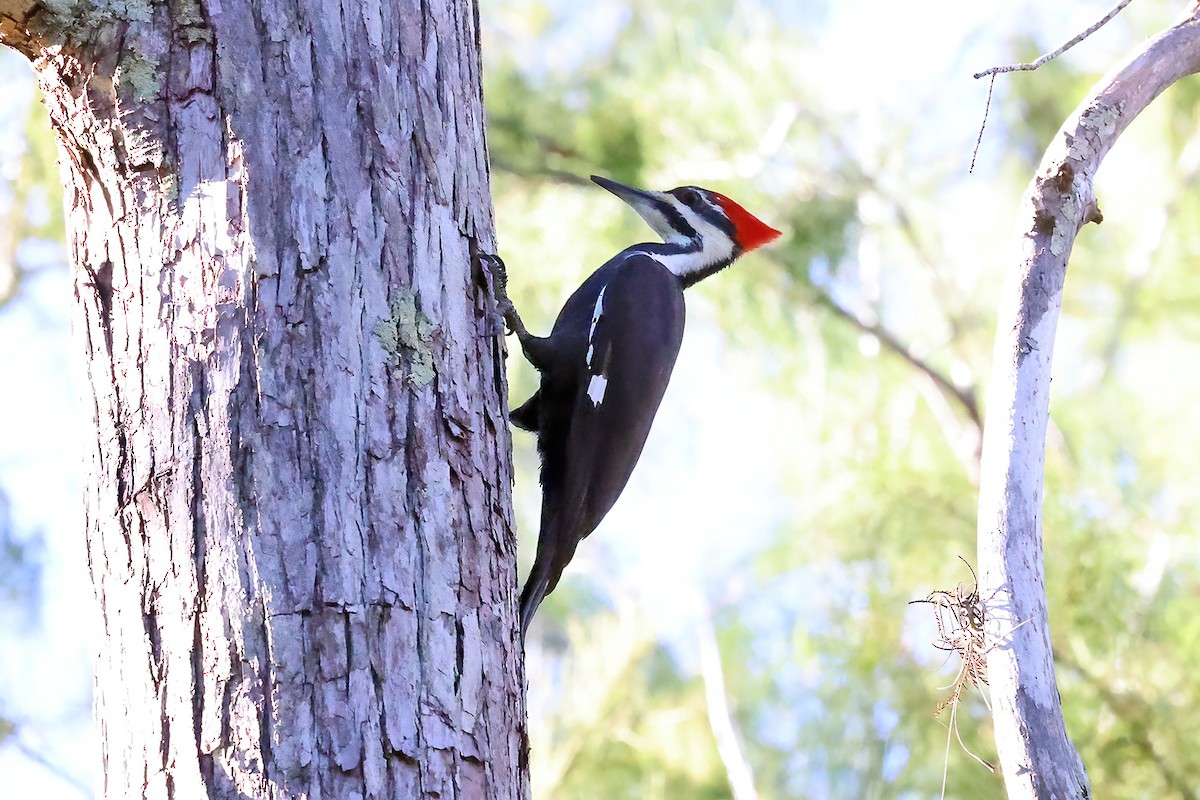 Pileated Woodpecker - ML610181596