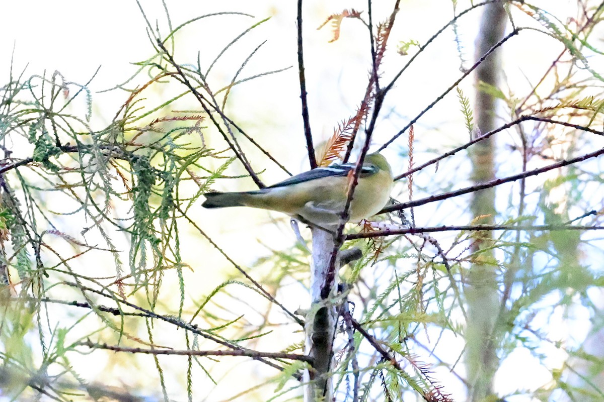 Bay-breasted Warbler - ML610181614