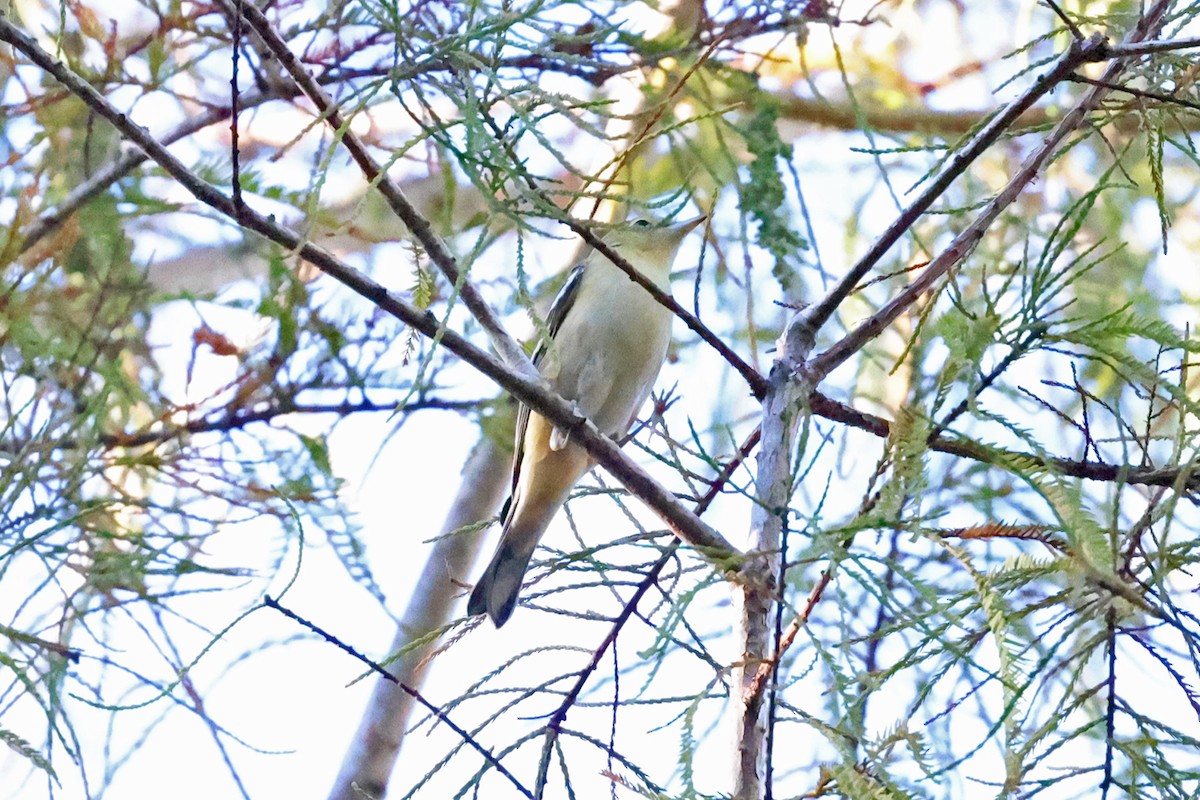 Bay-breasted Warbler - ML610181615