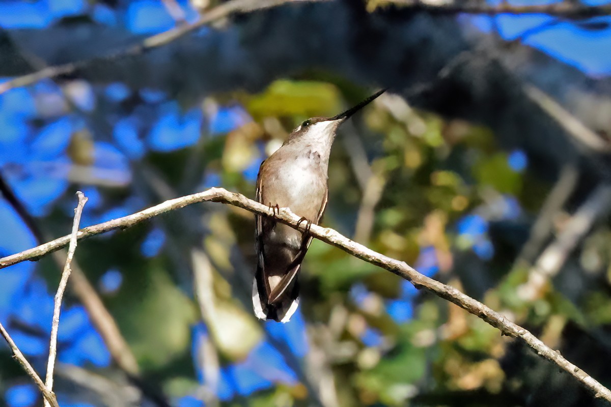 Ruby-throated Hummingbird - ML610181648